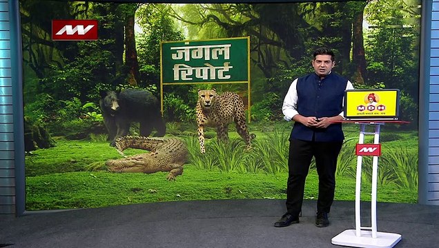 Rajasthan Breaking : Rajasthan को मिला छठा टाइगर रिजर्व | Rajasthan News |