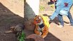 Fake Alien and Fake Lion Prank to dog and Weasel & Funny prank dog I the funniest animal prank, the funniest weasel cat dog prank video, a collection of funny prank videos I prank biantang paling lucu , video prank aning kucing musang paling lucu
