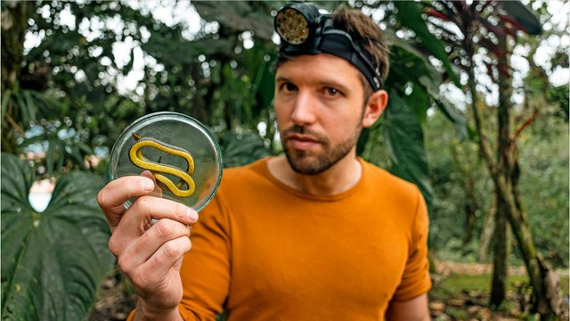 Trois nouvelles espèces de serpents cavernicoles découvertes en Equateur