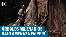 Los árboles gigantescos de la amazonía peruana amenazados