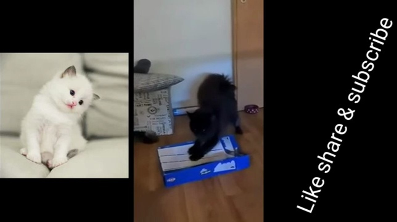 Funny cats | Cats | Funny video | funny content