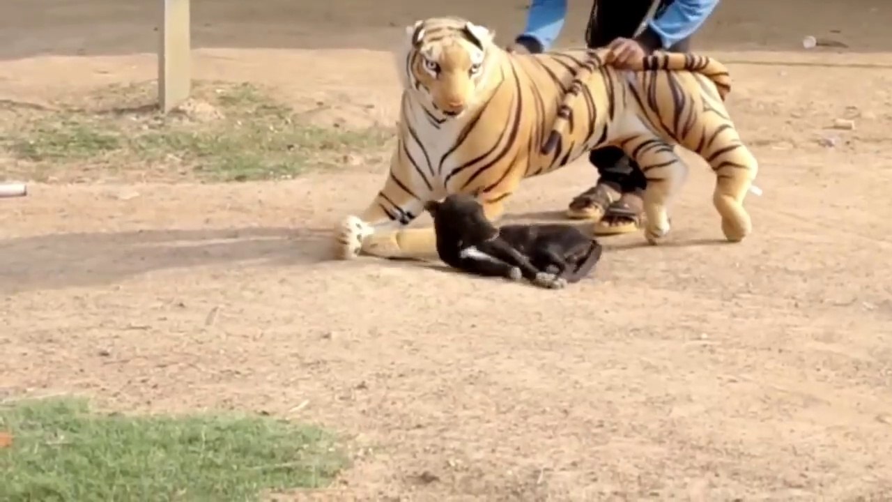 fake Lion and Fake Tiger Prank To dog Huge Box Prank.Troll Video I