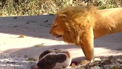 fake Lion and Fake Tiger Prank To dog & Huge Box Prank to dog So Funny I ये भरवां शेर, बाघ और बाघ जंगली कुत्तों को शरारत करने की कोशिश कर रहे हैं, नवीनतम अजीब पशु शरारत वीडियो I boneka singa , macan , dan harimau ini mencoba prank anjing-anjing liar