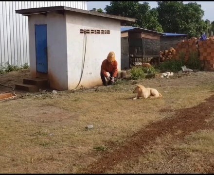 Fake Lion prank to Real Dog I Hierdie opgestopte leeus, tiere en tiere probeer rondloperhonde poets, nuutste snaakse dierepoetsvideo's 2022 2023 I These stuffed lions, tigers and tigers try to prank stray dogs, latest funny animal prank videos 2022 2023