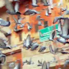 Birds Message Send Another Place Facts videos #shorts