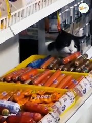 Funny Animals - Best Of The 2022 Funny Cats And Dogs Reaction Videos #15