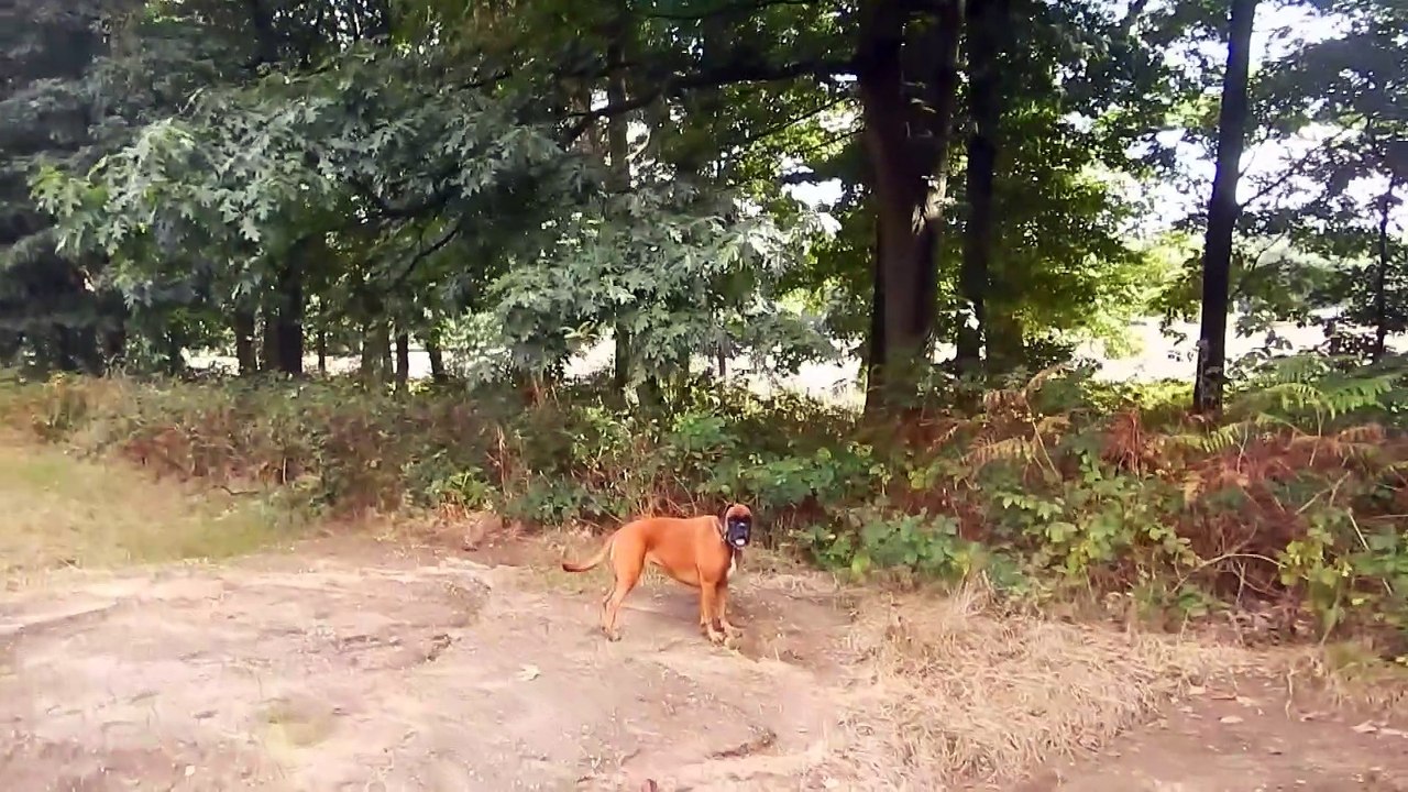 Tuesday, 20. September, 2022, Patou At Play