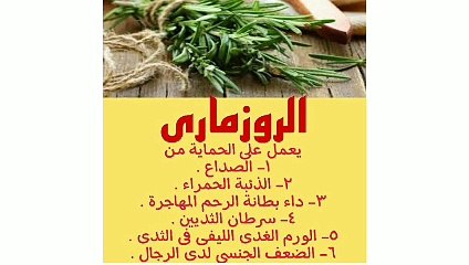 الروز ماري يعمل على الحمايه من الصداع
