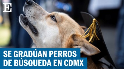 Se gradúan perros rescatistas en Ciudad de México