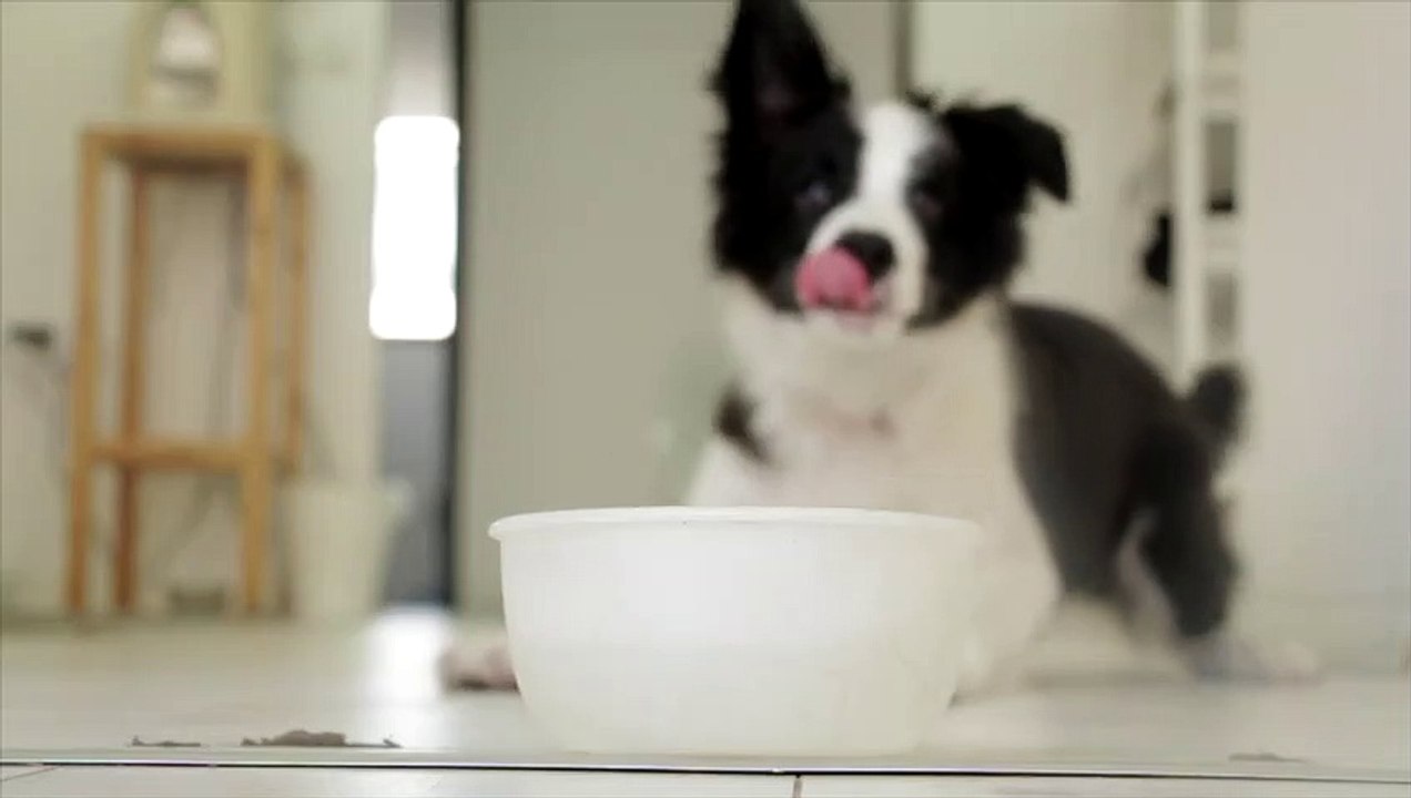 So cute dog