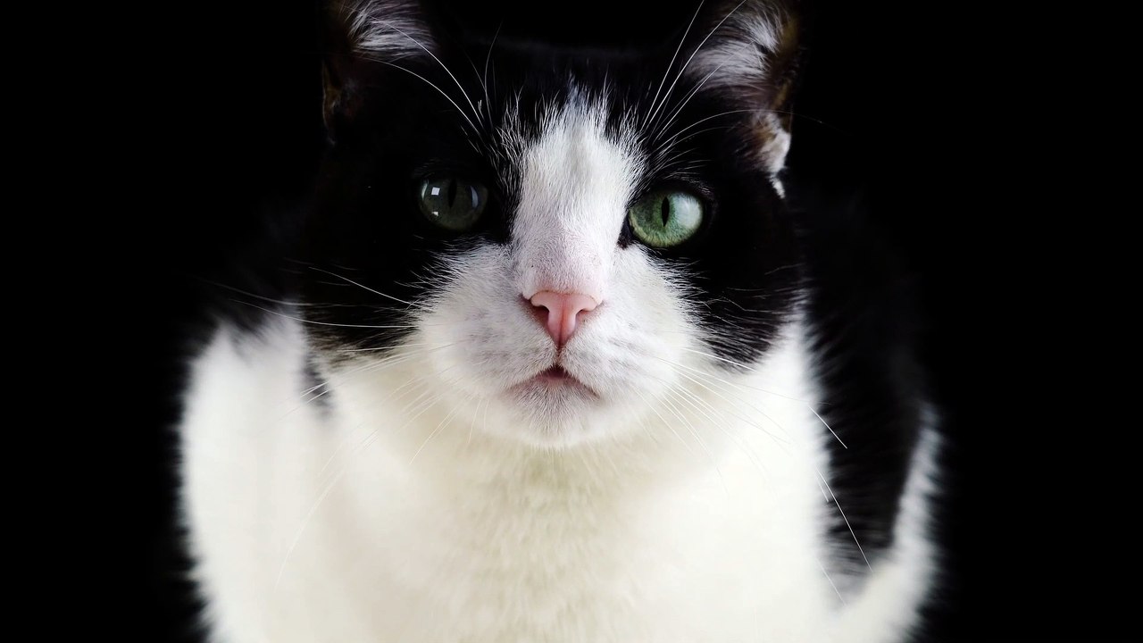 So cute and beautiful cat