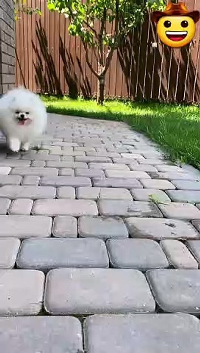 Cute baby Dog - cute dog - pets