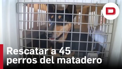 Una nueva vida en Canadá para los perros rescatados del matadero en Indonesia