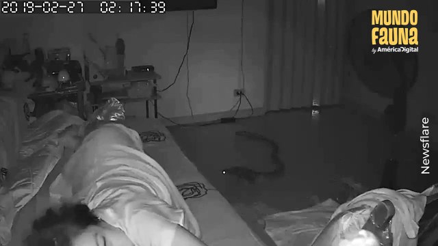 Una pesadilla : abuela es mordida por una serpiente mientras dormía en su habitación