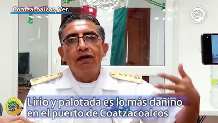 Lirio y palotada es lo más dañino en el puerto de Coatzacoalcos