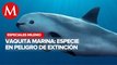 Vaquita Marina: protección vs supervivencia | Especiales Milenio