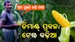 Special Story | Sweet corn makes Dhenkanal farmers smile