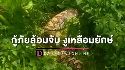 กู้ภัยล้อมจับ ‘งูเหลือมยักษ์’ ยาว 4.5 ม. สงสัยกินเด็กเล็กในหมู่บ้าน | HOTSHOT เดลินิวส์ 27/09/65