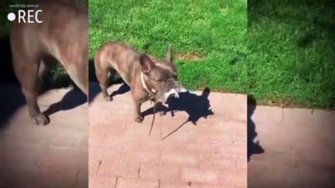 Dog video #short
