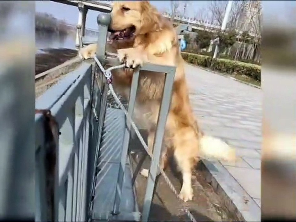 kid's masti- funny videos#16 || cats and dogs  masti karte hua