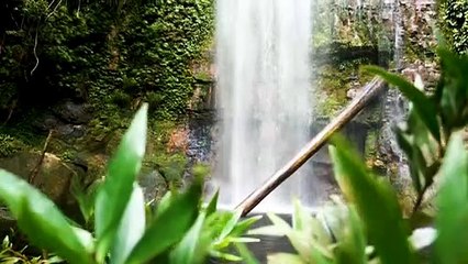 WATER FALL FOREST l NATURE l WATER l WILD l RAIN WILD l WILD LIDE l