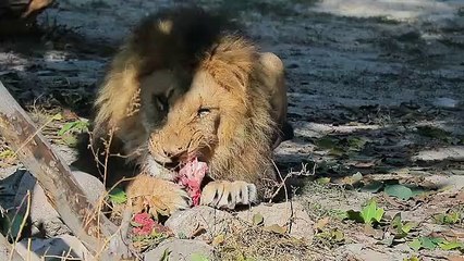 बहुत ही डेंजर शेर आदमी को जिंदा खाते हुए 2022