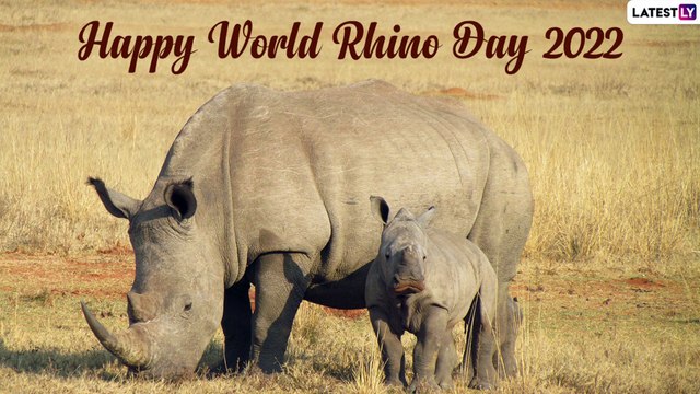 World Rhino Day 2022 Slogans & Messages To Raise Awareness About the Critically Endangered Species