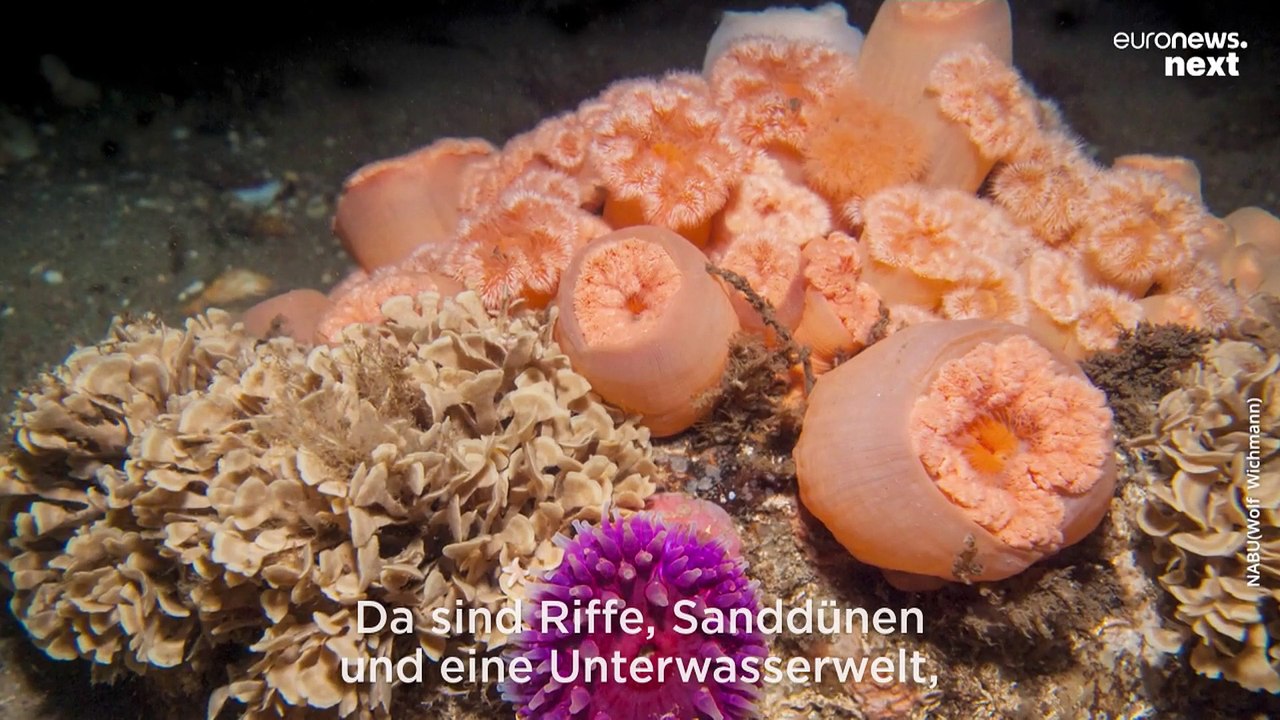 Fehmarnbelt-Tunnel: Heiligt der Zweck für das Mega-Projekt die Mittel?