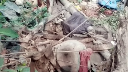 ये सांप सबसे जहरीले है, क्या खोजता है ये सांप ?,