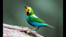 The Most Beautiful Bird Songs - Part Two