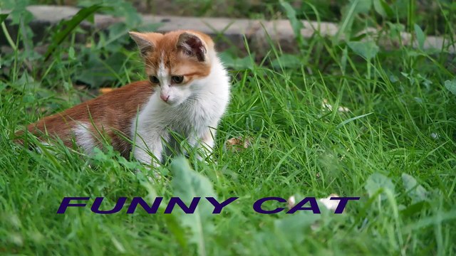 FUNNY VIDEO. MOST FUNNY VIDEOS. FUNNY CAT. ANIMALS. ANIMALS. FUNNY KING