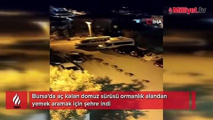 Bursa’da domuz sürüsü şehir merkezine indi