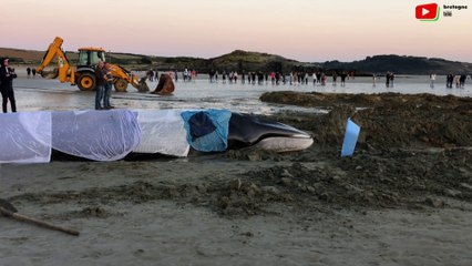 Ploéven   |  She Shepherd France sauve une baleine   |  Bretagne Télé