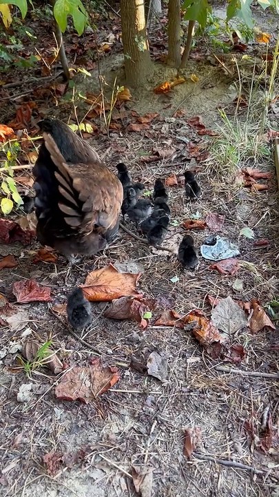 Too Many Clucks in the Chicken