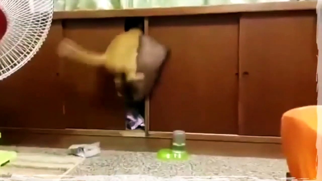 TRY NOT TO LAUGH   FUNNY ANIMALS