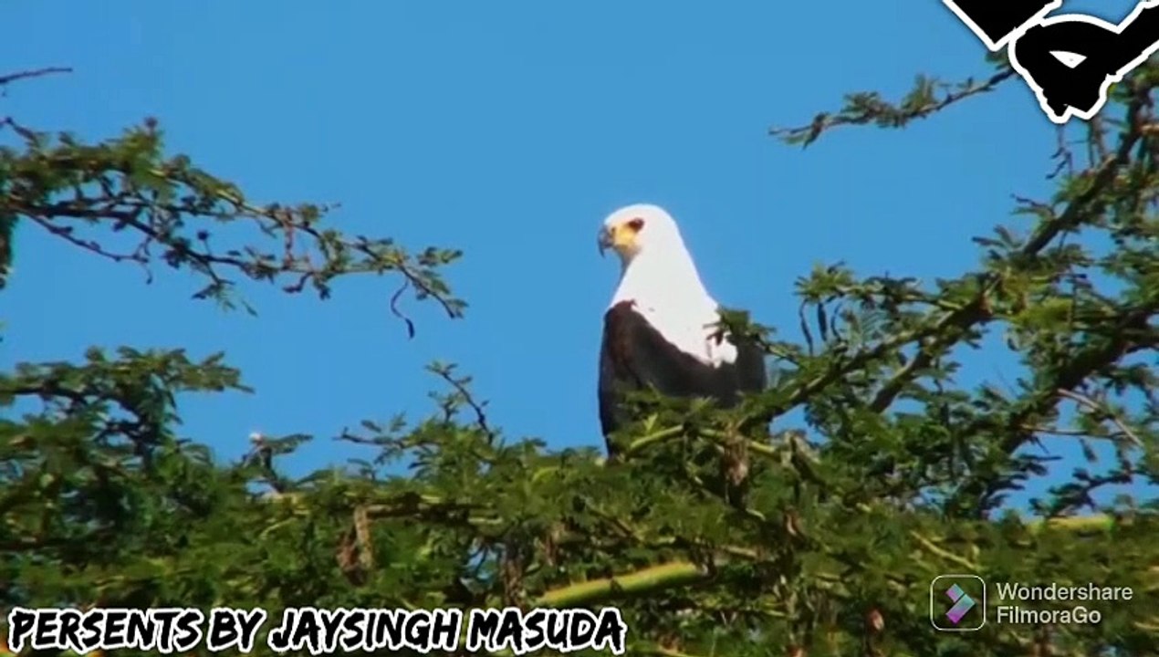 हिंदुस्तान के अजीबोगरीब जानवरों की लड़ाई
