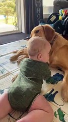 Golden Retriever Gives Baby a Bath