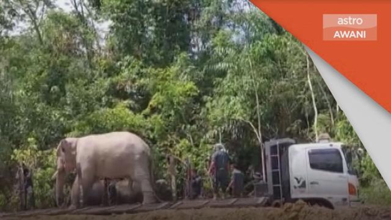 Habitat Haiwan | Gajah liar dipindahkan PERHILITAN
