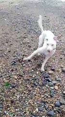 Dog Finds Treasure on Beach