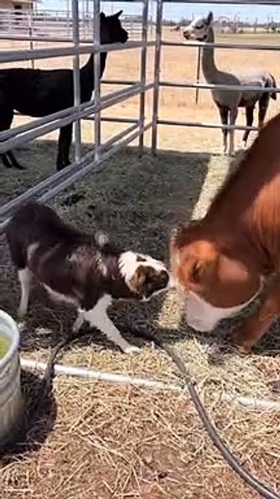 Funny animals 