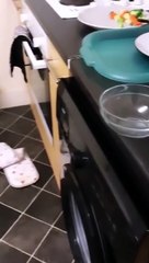 When a Spider Holds Your Dinner Hostage