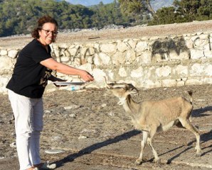 AŞIRLI ADASI'NDA DAĞ KEÇİLERİNİN SAYISI ARTIYOR