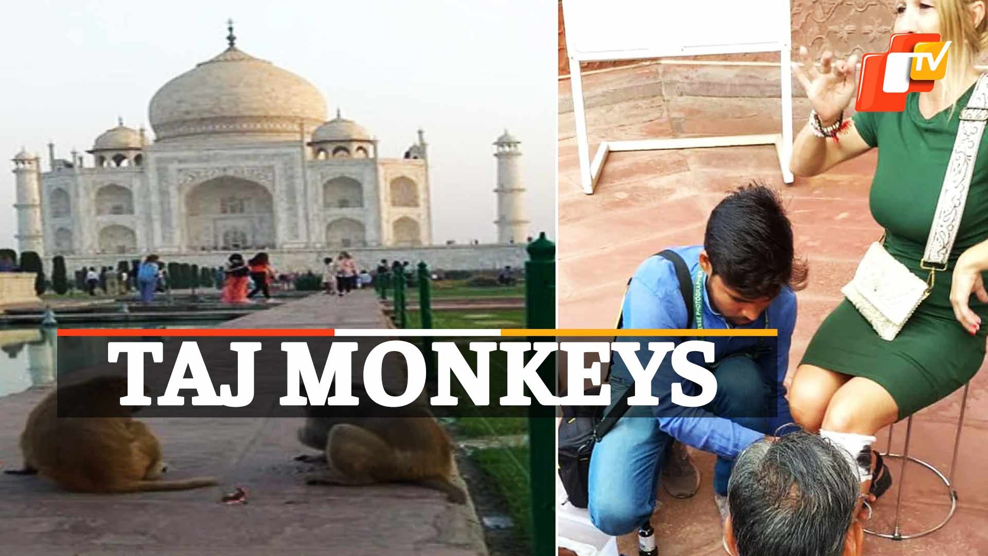 Monkeys Attack Tourist In Arga's Taj Mahal - video Dailymotion