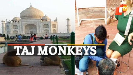 Monkeys Attack Tourist In Arga’s Taj Mahal
