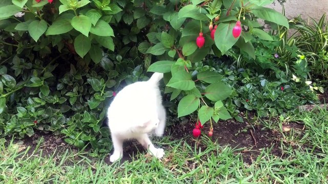 FUNNY VIDEO. MOST FUNNY VIDEOS. FUNNI ANIMALS. ANIMALS. FUNNY KING