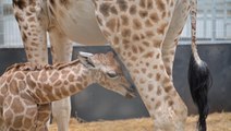CCTV captures moment endangered baby giraffe is born at UK safari park