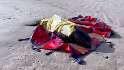 Frantic effort to save whales in Tasmania