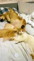 #funniest #falling animals #videoshorts#tiktokvideo #cutest #cats and #crazy #dogs #2022