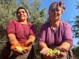 Antalya haber: Antalya'da zeytin hasadı başladı