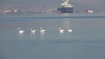 İzmit Körfezi'nin sevimli misafirleri flamingolar, göç mevsiminin başlamasıyla birlikte yeniden kente gelmeye başladı